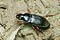 Harpalus rufipes (Dzier wochaty)