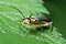 Cantharis nigricans