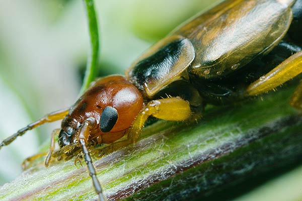 Forficula auricularia (Skorek pospolity)