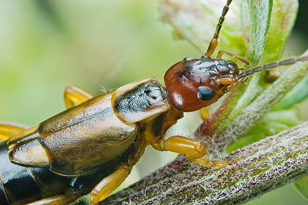 Forficula auricularia (Skorek pospolity)