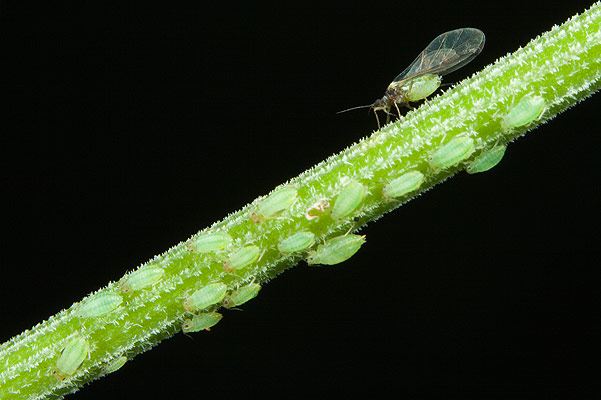 Aphidoidea