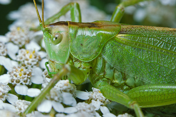 tettigonia viridissima (pasikonik zielony)