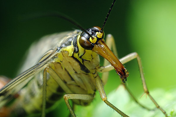 Panorpa communis (Wojsika pospolita)