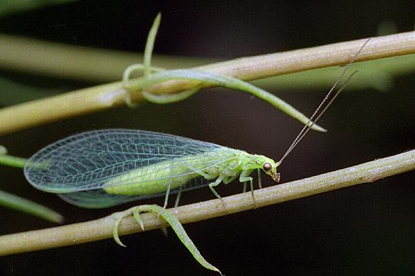 Chrysopa sp. (Zotook)