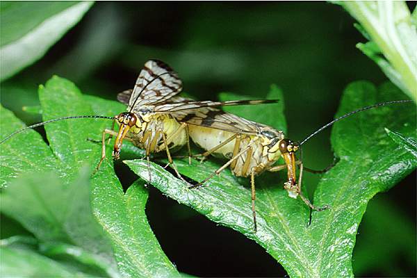 Panorpa communis (Wojsika pospolita)