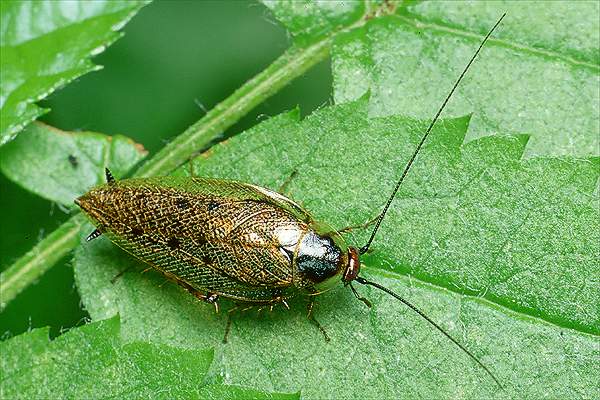 Ectobius lapponicus (Zadomka polna)