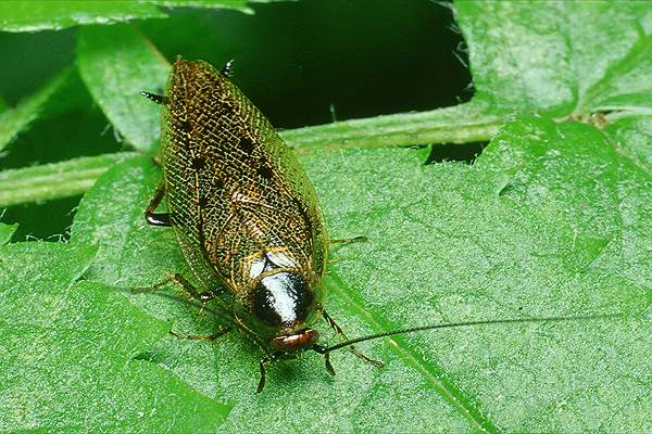 Ectobius lapponicus (Zadomka polna)