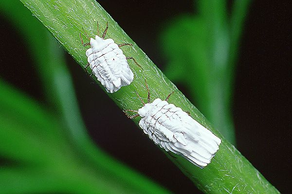 Orthezia urticae (Zabielica pokrzywnik)