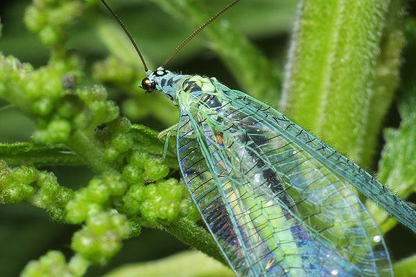 Chrysopa sp. (Zotook)