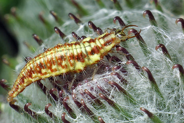 Chrysopa sp. larve (larwa zotooka)