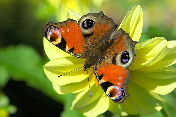 Inachis io (Rusaka pawik)