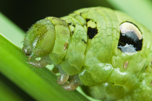 Deilephila elpenor (zmrocznik/zmierzchnik gadysz)