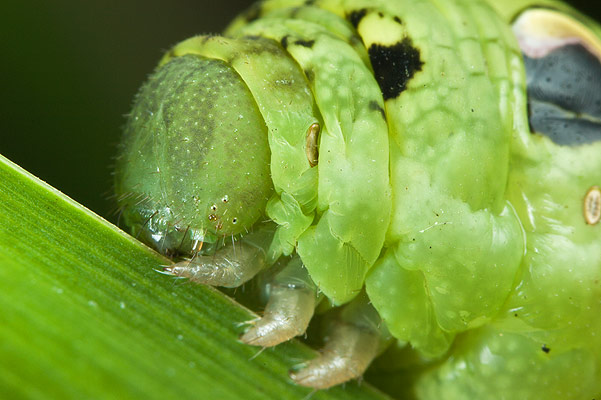 Deilephila elpenor (zmrocznik/zmierzchnik gadysz)