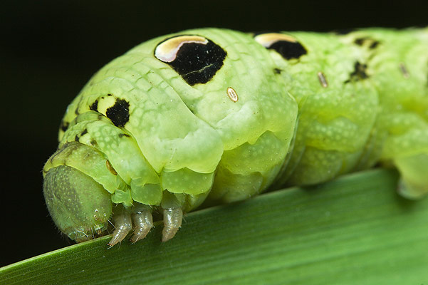 Deilephila elpenor (zmrocznik/zmierzchnik gadysz)