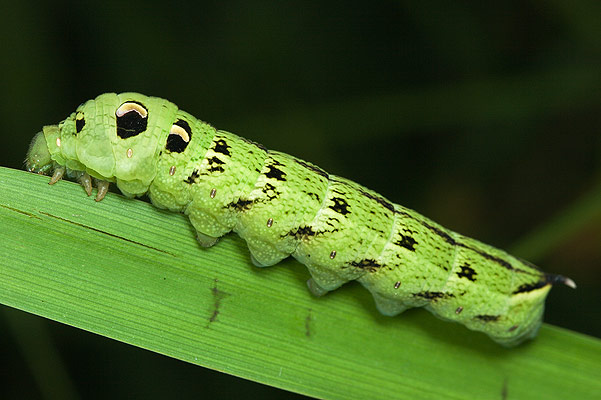 Deilephila elpenor (zmrocznik/zmierzchnik gadysz)