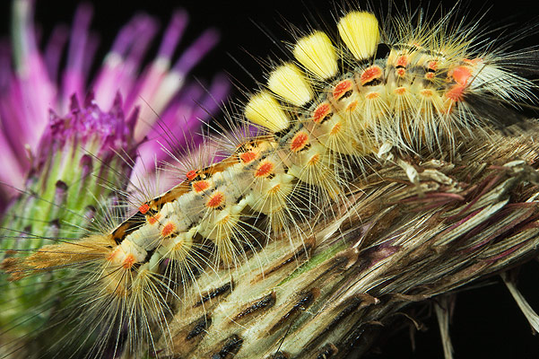 orgyia antiqua (znamionwka tarniwka)