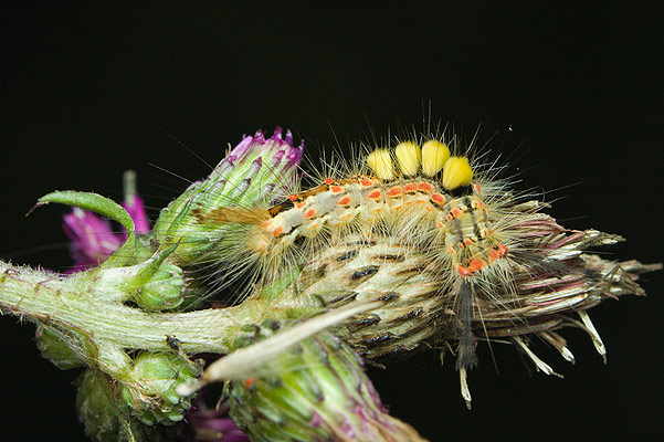 orgyia antiqua (znamionwka tarniwka)