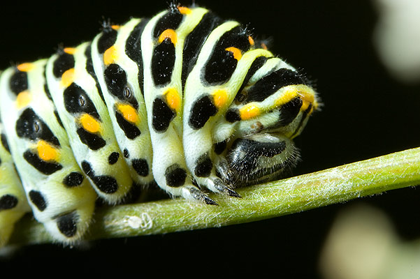 Papilio machaon - larve (Pa krlowej)