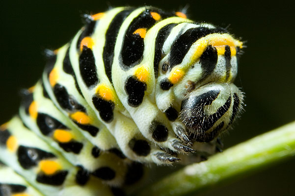 Papilio machaon - larve (Pa krlowej)