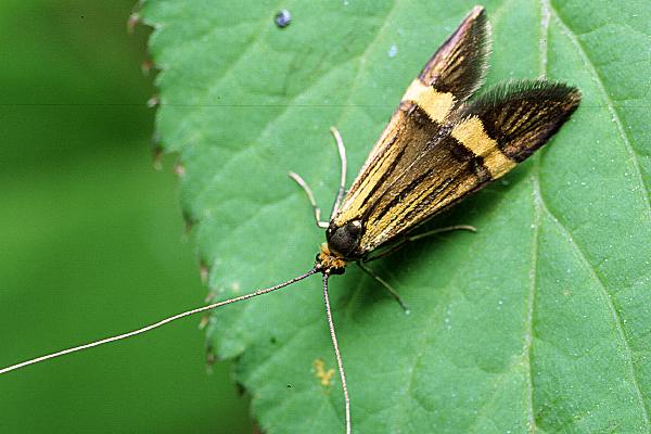 Nemophora degeerella (Wsateczka Zawilczaneczka)