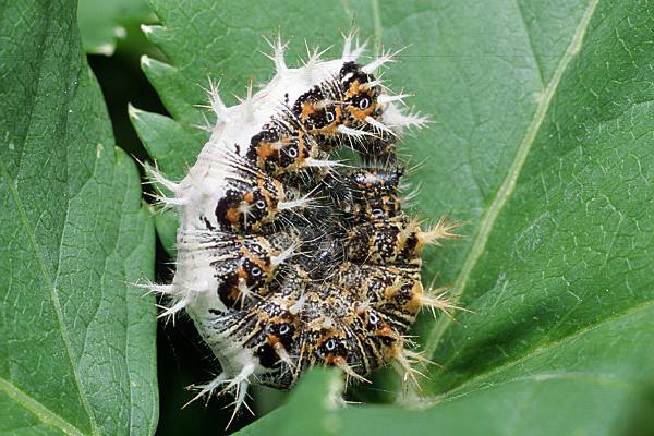 Polygonia c-album (Rusaka ceik)