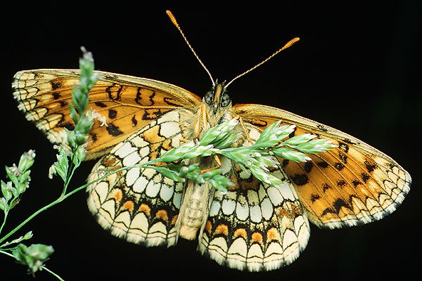 melitaea athalia (przeplatka atalia)