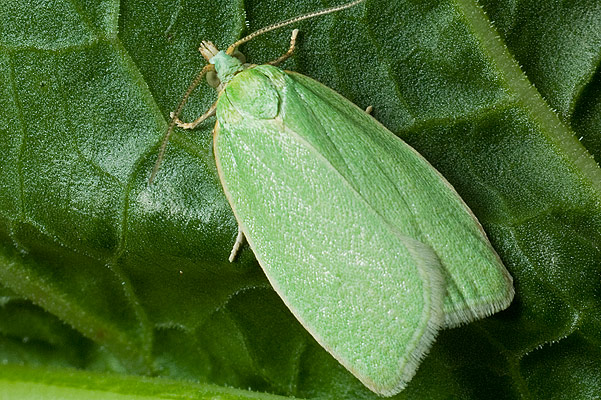 Tortrix viridana (Zwjka zieloneczka)