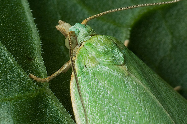 Tortrix viridana (Zwjka zieloneczka)