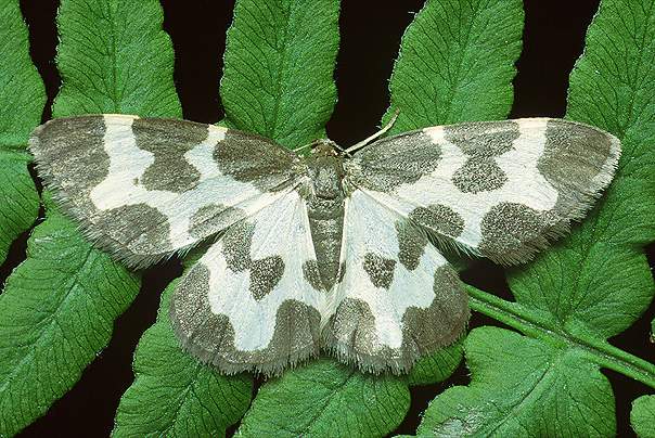 Lomaspilis marginata (Plamiak nabuczak)