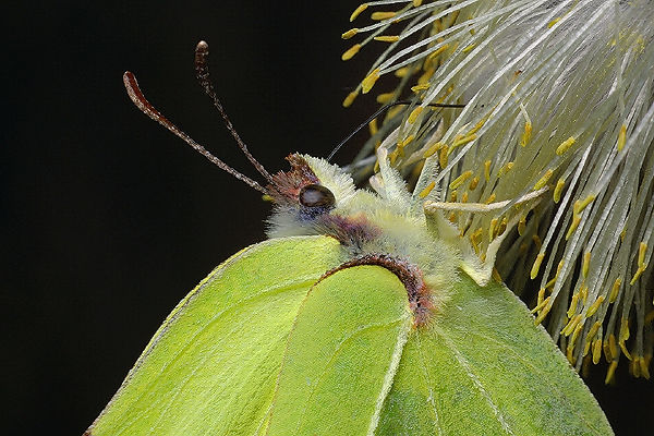 Gonepteryx rhamni (listkowiec cytrynek)