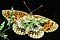 melitaea athalia (przeplatka atalia)