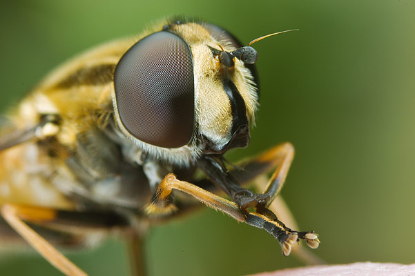 Helophilus pendulus (Bzyg)