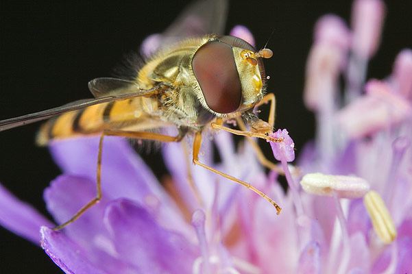 Episyrphus balteatus (Bzyg prkowany)