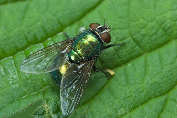 Lucilia ceasar (padlinwka cesarska)