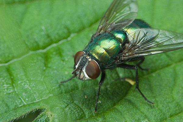 Lucilia ceasar (padlinwka cesarska)