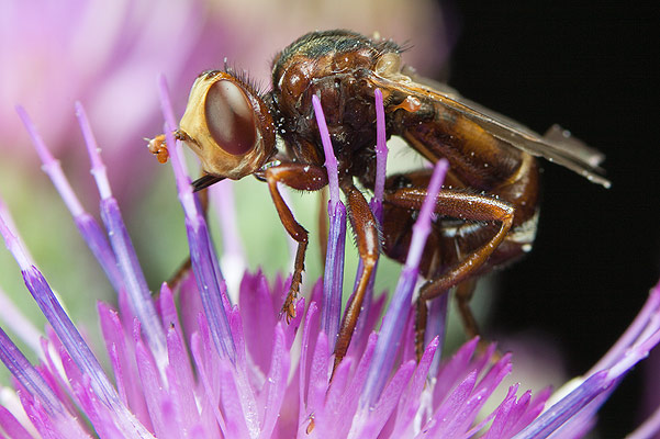 Myopa testacea (Podcianka)