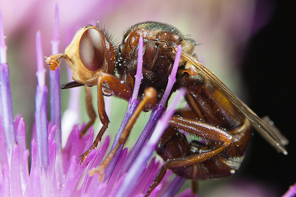 Myopa testacea (Podcianka)