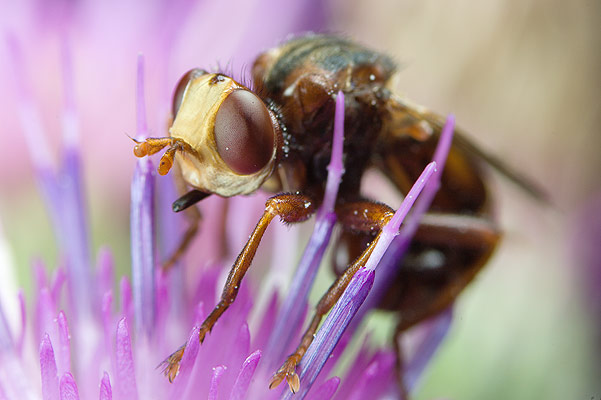 Myopa testacea (Podcianka)