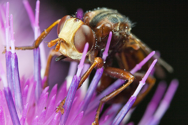 Myopa testacea (Podcianka)