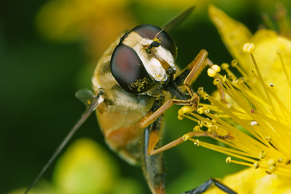 Episyrphus balteatus (Bzyg prkowany)