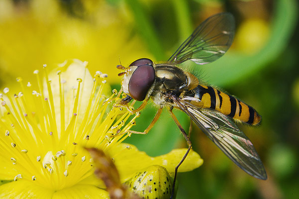 Episyrphus balteatus (Bzyg prkowany)