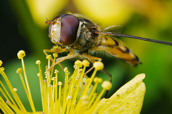 Episyrphus balteatus (Bzyg prkowany)