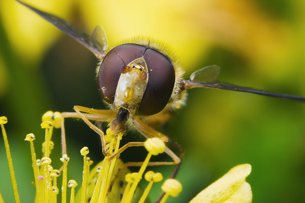 Episyrphus balteatus (Bzyg prkowany)