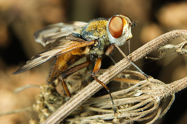 alophora hemiptera