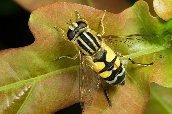 Helophilus pendulus (Bzyg)