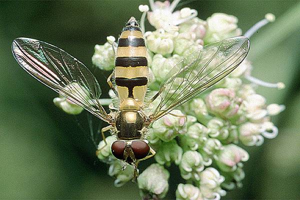 Meliscaeva cinctella