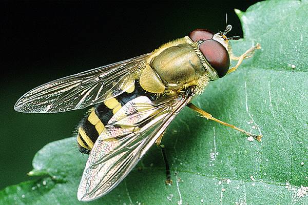 Syrphus ribesii (Bzyg pospolity)