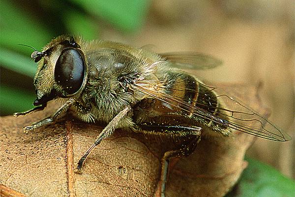 Eristalis tenax (Gnojka trutniowata)