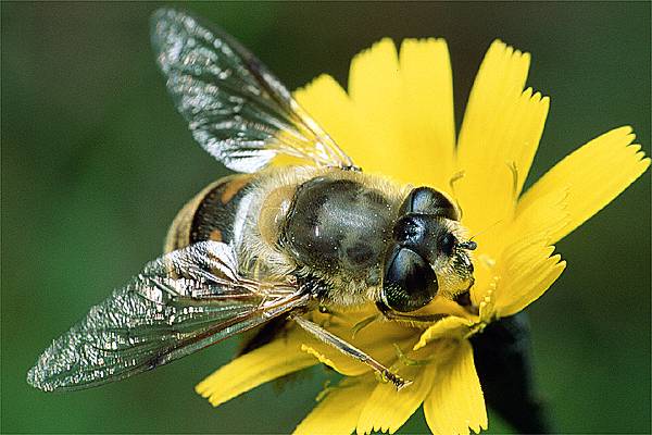 Eristalis tenax (Gnojka trutniowata)