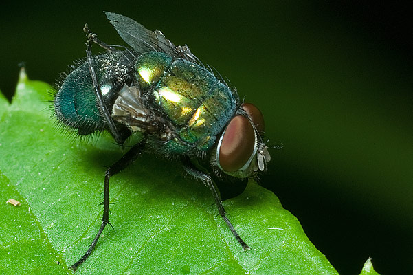 Lucilia ceasar (padlinwka cesarska)